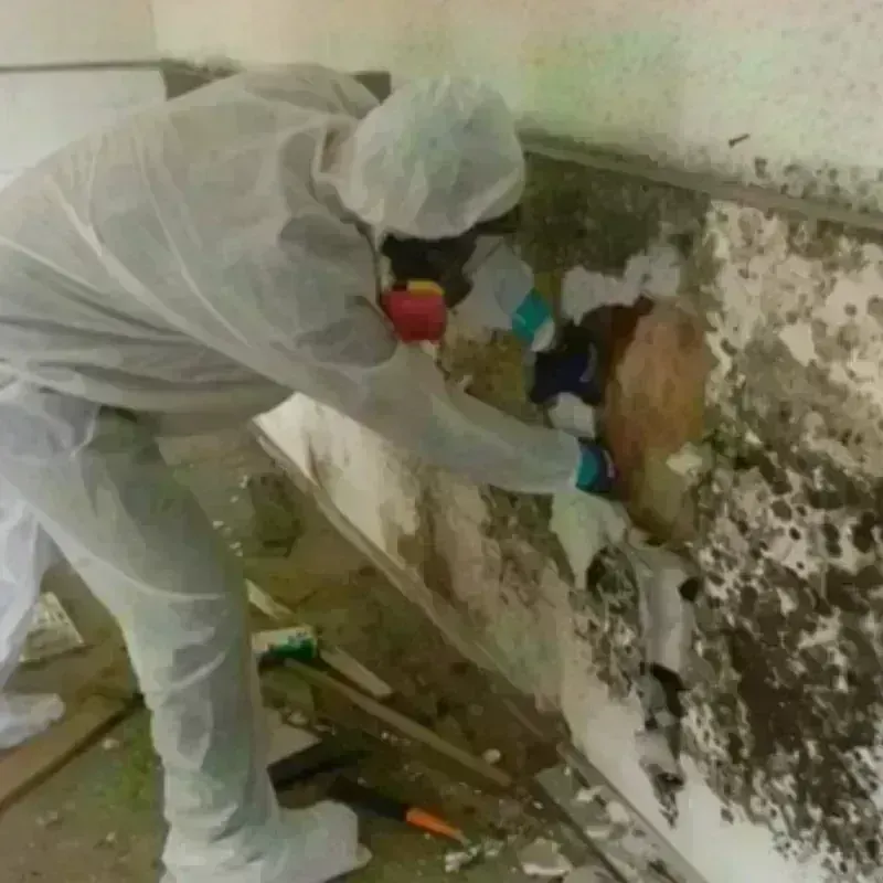 Mold Remediation and Removal in Lynn County, TX